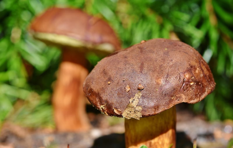 Edible Selections