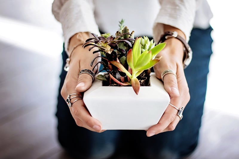 Indoor Planting Ideas