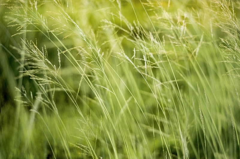 Green Leaves