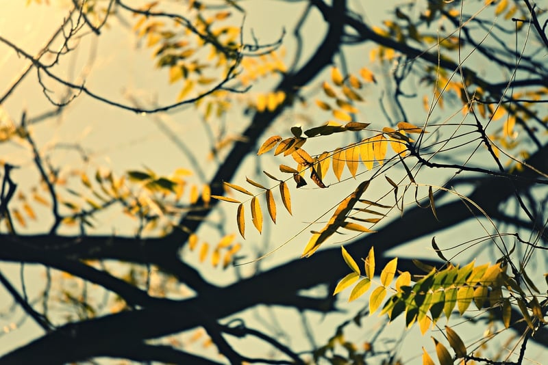 Sunlight on Plants